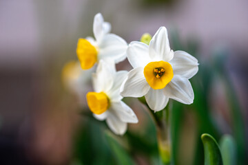 水仙の花　初春イメージ