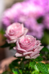 バラの花