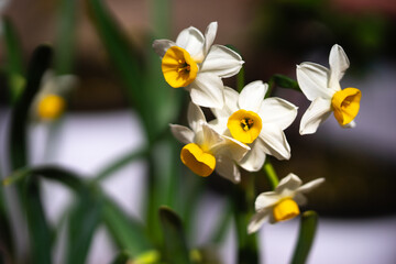 水仙の花　初春イメージ