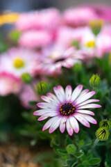 デイジーの花　春のイメージ