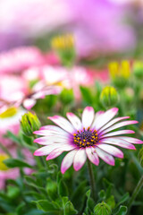 デイジーの花　春のイメージ