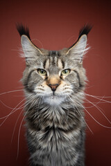 tabby maine coon cat portrait with long ear tufts and whiskers