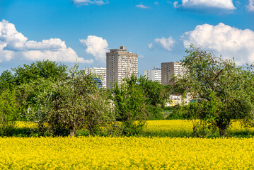Der nördliche Stadtrand von Frankfurt am Main mit Wohnhochhäusern und blühendem Rapsfeld im...