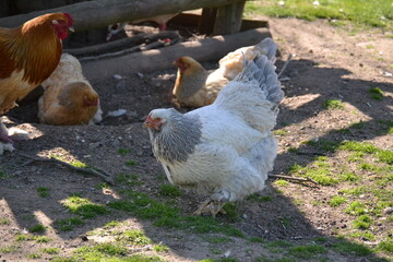 hen all in white known variety