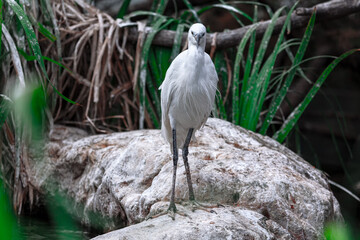Little Egret Bird . White bird on the rock 