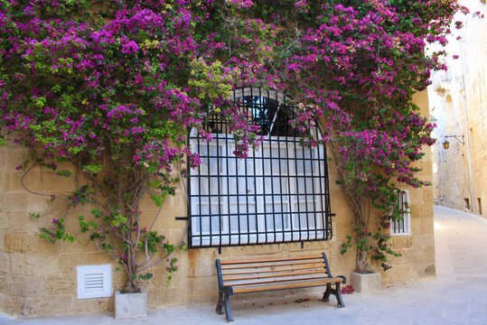 Bougainvillea Flowers, THE STREETS OF MDINA MALTA