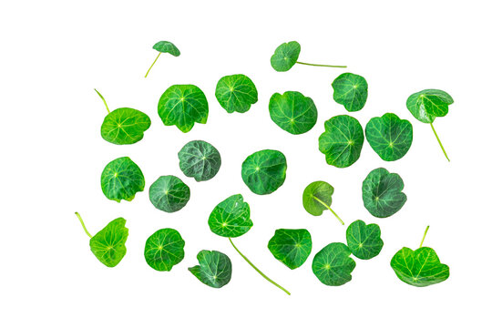 Organic freshly nasturtium leaves on white background. Healthy eating concept