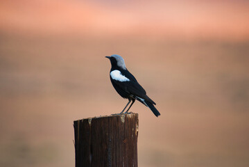 Black and white colored bird sitting on a wooden pole with a blurred background in pastel colors. Abstract and beautiful. 