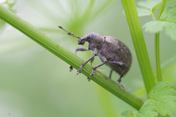gray beetle weevil on a green leaf