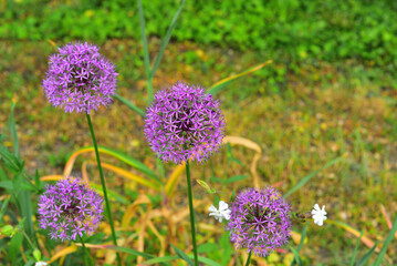Spring flowers bloom 