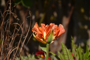 Big yellow orange tulips in bloom