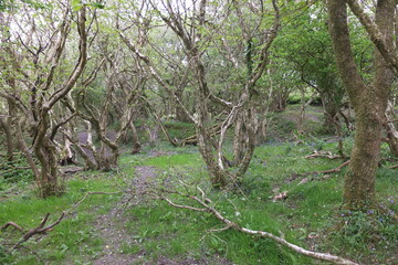 Indian Queens defunct mining bone yard Cornwall England uk