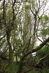 Fototapeta premium Indian Queens defunct mining bone yard Cornwall England uk