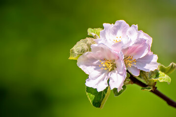 Freigestellte Apfelblüten in Nahaufnahme vor unscharfem Hintergrund