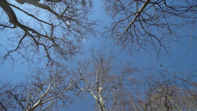 Bare dry tree branches in a forest in autumn reacing towards the sky