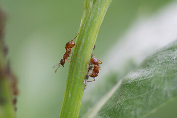 small red ants on a green plant leaf 