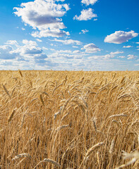 Wheat farm in North Dakota