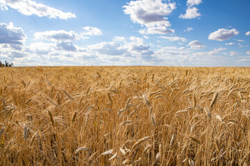 Fototapeta na wymiar Wheat farm in North Dakota