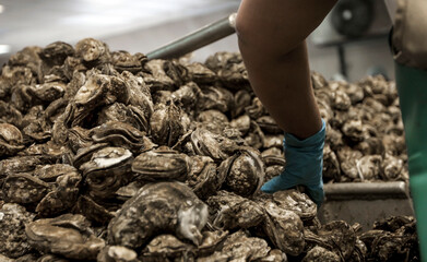 Operations at a large oyster processing facilities the US
