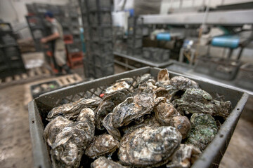 Operations at a large oyster processing facilities the US