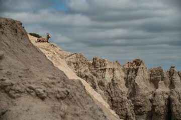 A Mountain goat on cliff  in the vista of Badlands National Park