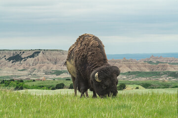 A bison grazes in grassland at Badlands National Park © Cavan