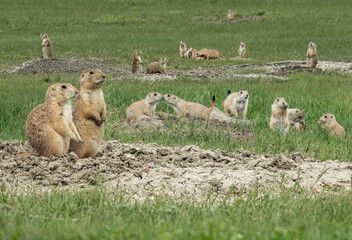 A big family of prairie dogs in Badlands National Park