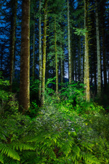 A lush Washington forest illuminated at dusk.