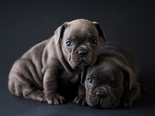 Studio shot of a little puppy
