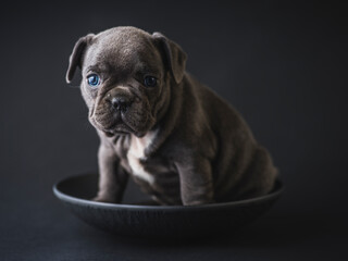 Studio shot of a little puppy