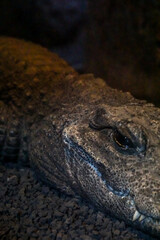 Close-up partial view of a Dwarf Crocodile (Osteolaemus tetraspis) in a dark environment