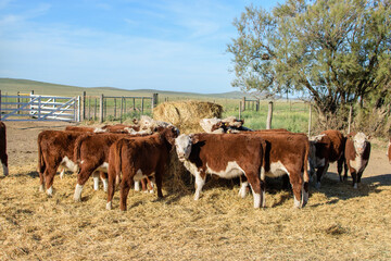 young Hereford cattle eating around a bale of grass in rural landscape. - obrazy, fototapety, plakaty