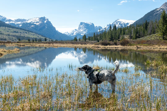 My dog in a mountain lake in the Wind River Range.
