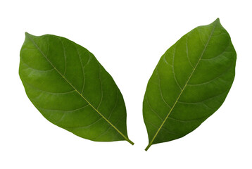 Jackfruit leaf isolated on white background with clipping path.