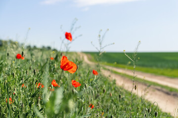 Landscape view of bright red blossoming poppy flowers on beautiful green wildflower grassland meadow along country dirt road against blue sky bright sunny day. Scenic nature wild floral background