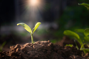 Growing plant,Young plant in the morning light on ground background, New life concept.Small plant on the ground in spring.