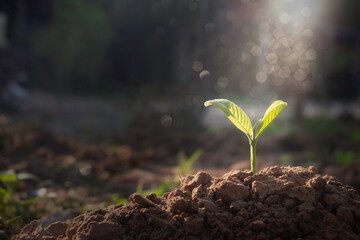 Growing plant,Young plant in the morning light on ground background, New life concept.Small plant...