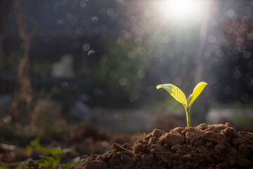 Growing plant,Young plant in the morning light on ground background, New life concept.Small plant on the ground in spring.