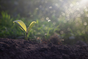 Growing plant,Young plant in the morning light on ground background, New life concept.Small plant on the ground in spring.