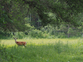 Naklejka na ściany i meble Deer doe standing in a field looking at the photographer