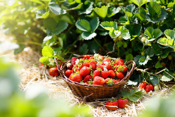 Strawberry field on fruit farm. Berry in basket.