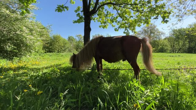 Brown pony grazes on a green meadow on a sunny spring day. Side view. Low angle shot
