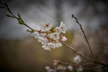 Cherry blossoms 