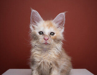 poor scruffy ginger kitten looking at camera portrait on red brown background with copy space