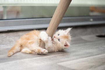 playful ginger maine coon kitten playing with chair leg