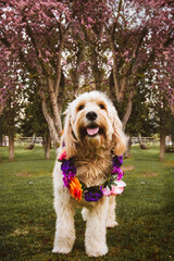 cocker spaniel puppy