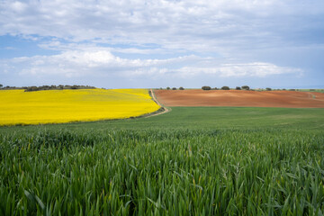 different types of crops under a cloudy sky, green cereal fields, yellow rapeseed planting, and a...