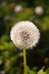 Blooming dandelion in the early evening sun. Whole blown dandelion in the grass in the meadow.
