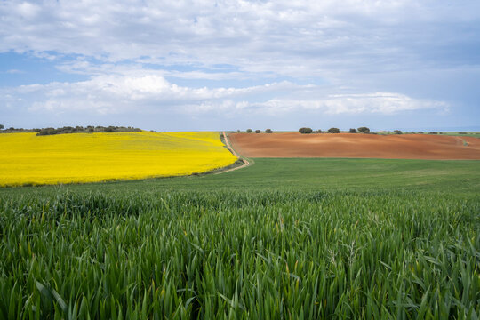 different types of crops under a cloudy sky, green cereal fields, yellow rapeseed planting, and a brown fallow land, three colors of the earth in springtime