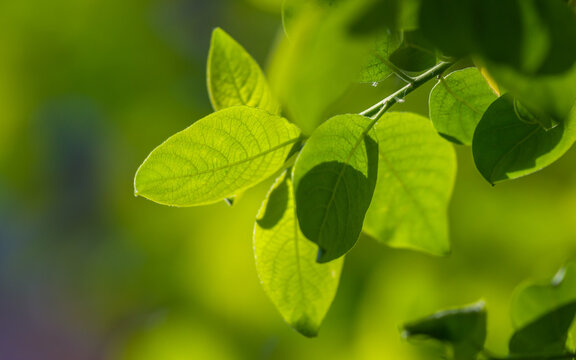 Salweide, Fr&uuml;hlingslaub | Salix caprea | goat willow leaves in spring